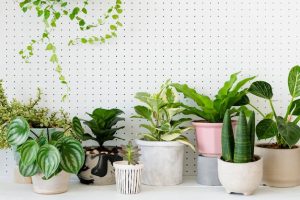 معرفی انواع گیاهان آپارتمانی