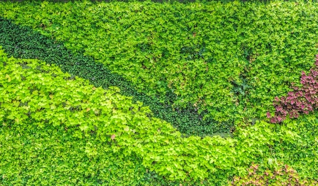 مزایای دیوار سبز هوشمند چیست